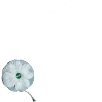 White Poppy for peace