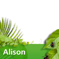 Alison to win