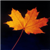 AutumnMourning