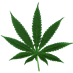 Support Marijuana