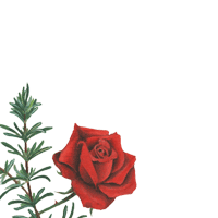The Rosemary Foundation