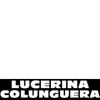 LucerinaColunguera