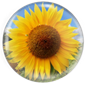 sunflower  for Rain