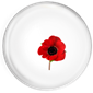 Poppy Day