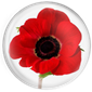 Poppy Appeal