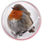Christmas Robin