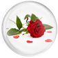Valentine's Day - Rose