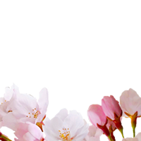 cherry blossom-3