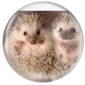Hedgehog Awareness Week