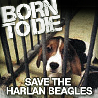 Save the Harlan beagles