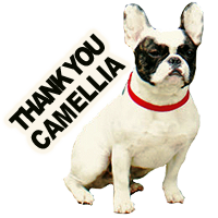 Thank You Camellia