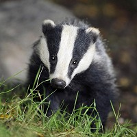 Stop The Badger Cull