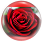 Rosa roja por Nickolas!