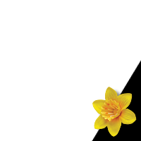 The Great Daffodil Appeal