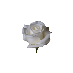 La Rosa de Gagalupe