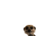 Aleksandr The Meerkat
