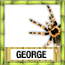 George To Win