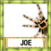 Joe To Win