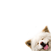 WASAO