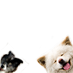 wasao